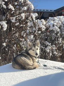 Chalet Taïga face au Montblanc et à 7min de Megève