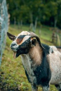 Lake Arenal Hotel, Brewery & Farm