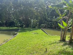 Sítio com rio e muito verde!