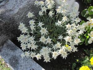 Holiday apartment with 1 bedroom