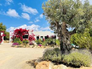 Villa in Ibiza near Cala Tarida Beach