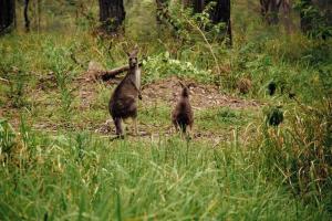 Solitary Islands Farm 2 by Tiny Away