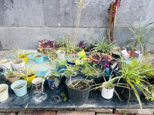 The Whispering Woods Near Golden Temple