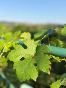 Naturgartenurlaub in Steffis Ferienwohnungen
