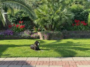 Kobuleti VILLA SKAZOCNI DVORIK VIP