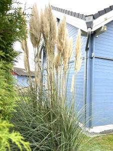 9160 Seerose 9 Süssau