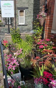 Dolly Waggon Guest House