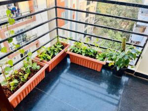 The Brown space in Hi-tech City