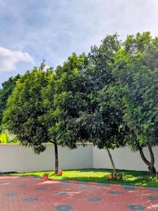 Kilimanjaro Helichrysum Homes