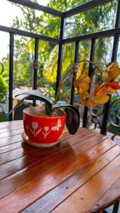 Kilimanjaro Helichrysum Homes