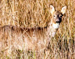 Casa Vacanze Il Vallo