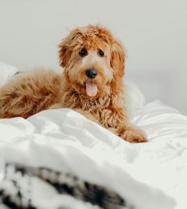 La Rocchetta Sunset Apartment