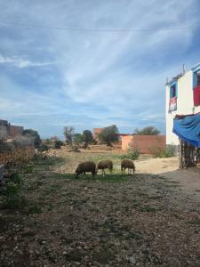 Dar Okinawa near Taghazout - Peaceful getaway and surf