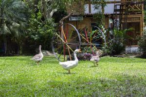 HOTEL Casa del Árbol ECOPARQUE CHINAUTA