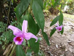 Casa Osa Bella Rayo Verde Two Bedroom