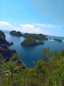 " Wobbegong Raja Ampat "