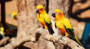 OYO 966 Boss Khaoyai