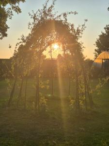 Tiny house on the Veluwe the outdoor life