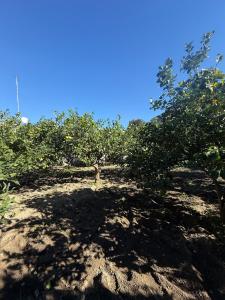 Lemon Garden Forio DIschia