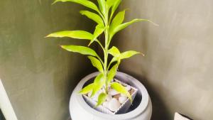 Pearl grey Midigama