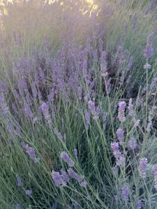 Sun and Stone Cottage