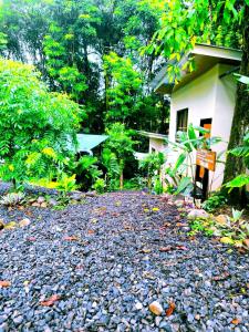 Monstera Forest Lodge
