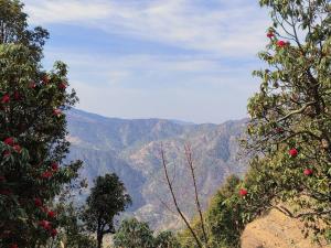 Green View, devalsari