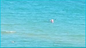 ETARA - 1 Rey&Mar Saint Vlas