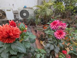 The Agra Lux- Elite Villa