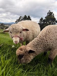 Casa campo Guatavita #02