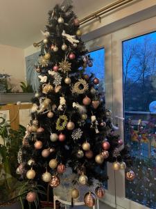 Private Room in Cozy Shared Apartment