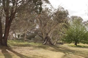 Emu Rest Touchdown Cottages