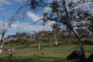 Emu Rest Touchdown Cottages