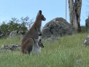 Emu Rest Touchdown Cottages