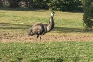 Runway View Cottage at Touchdown Cottages