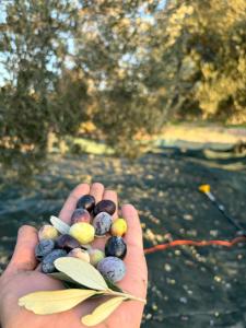 Ayvalik İnfinity Yaşam Vadisi