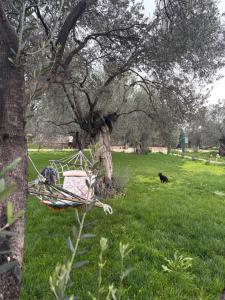 Ayvalik İnfinity Yaşam Vadisi