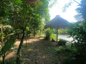 Sacha Wasi - Jungle Medicine Community