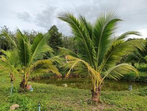 Bansuan Lanta Maikaew