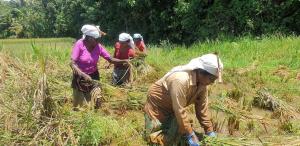 Nellu- Courtyard Poolvilla Organic Farmstay