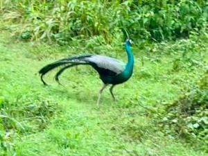 Mango Villa Sigiriya