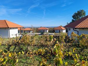 Vinogradi Zmajevački