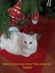 The white cat