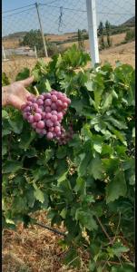 Havre de paix à la campagne