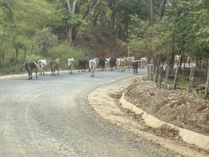 Contenedor Santa Cruz en Guanacaste piscina