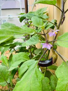 AHK Garden House, a modern house, near the beach