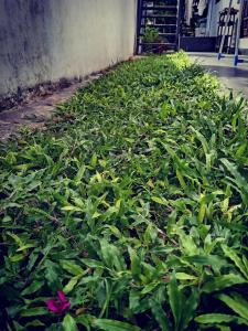 KP House - Near Tangalle Beach