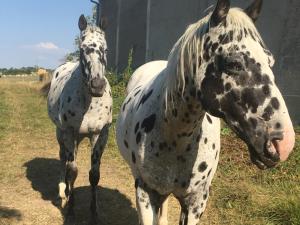 Appartements Aux Lofts de VERDUN : photos des chambres