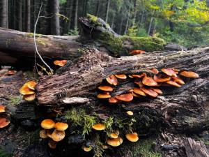 Domek w górach, noclegi w górach , Przystanek Stodoła Beskid Żywiecki Velo Soła