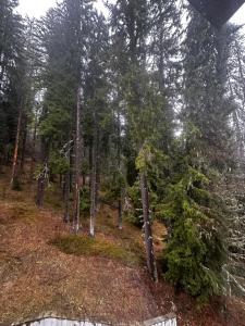 Winter Lotos Apartment Pamporovo